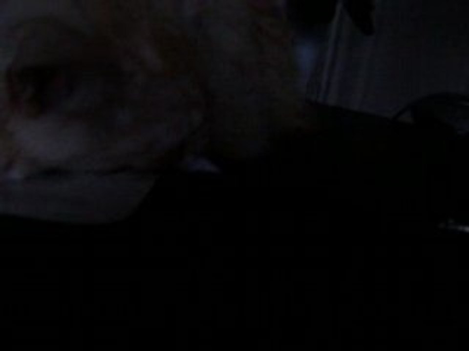 Mon chat qui ronfle <3