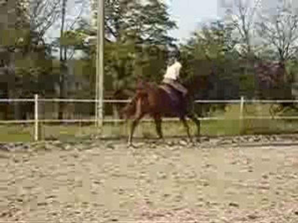 reculer depart au galop avec gramitis