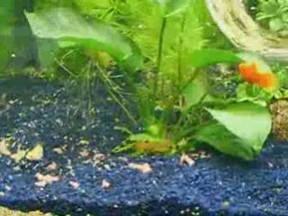 Nourrissage de mes platys