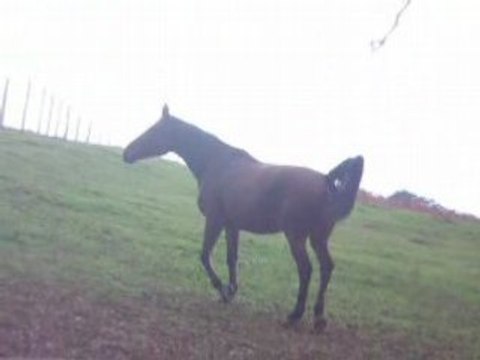 Les juments au champs