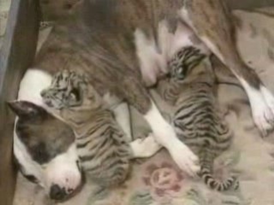 Pitbull and Tigers