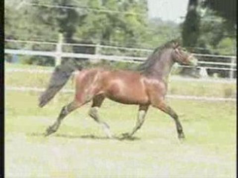 SUPER PFS 2ANS 1/2 1M46 BAI A VENDRE CSO/CCE