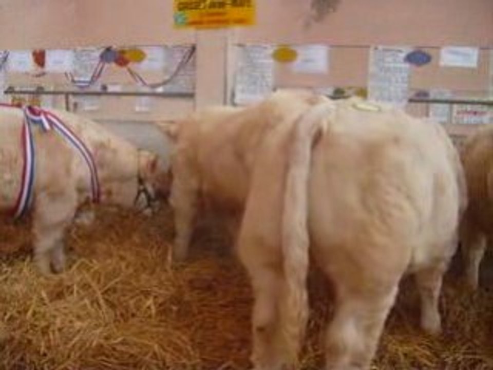 Fête du Charolais 2008