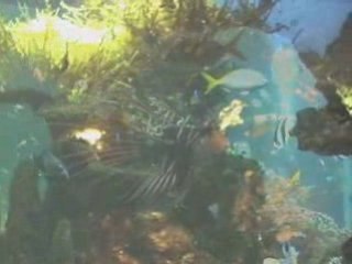 Ivresse des Profondeurs