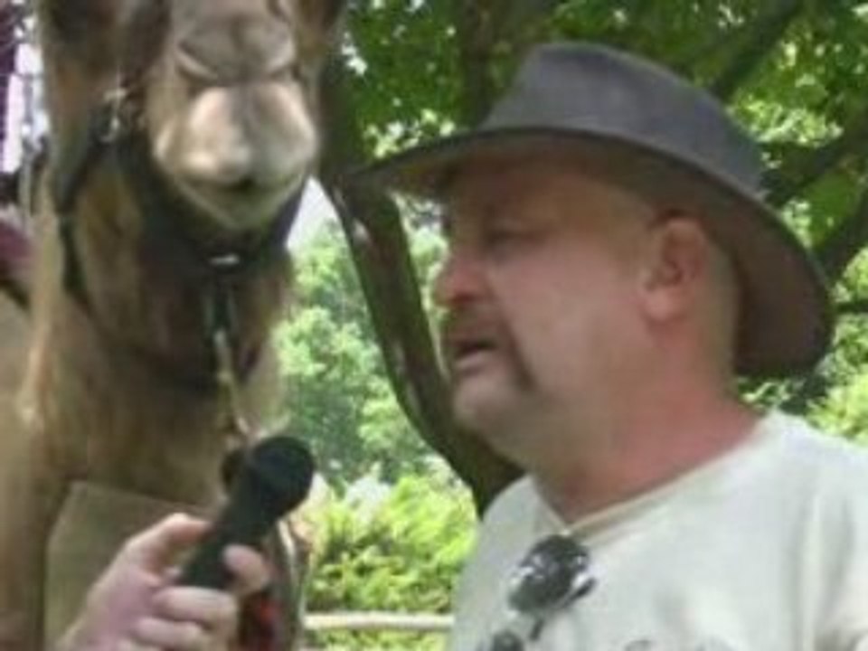 Camels - MarylandZoo.TV