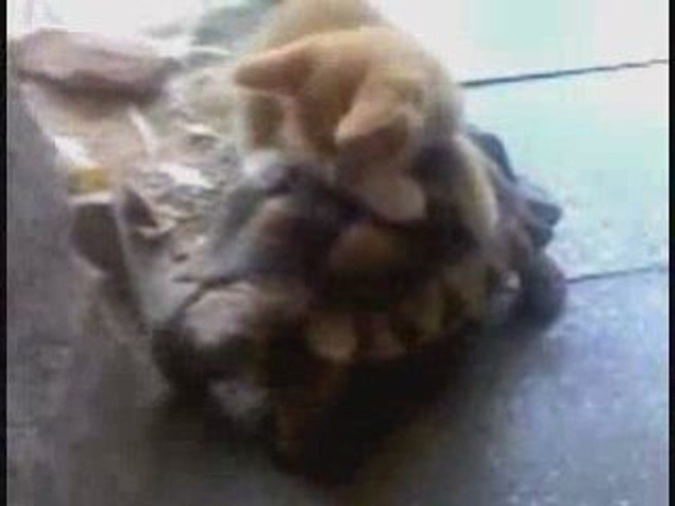 EL GATO Y LA TORTUGA by OSCAR LUJAN
