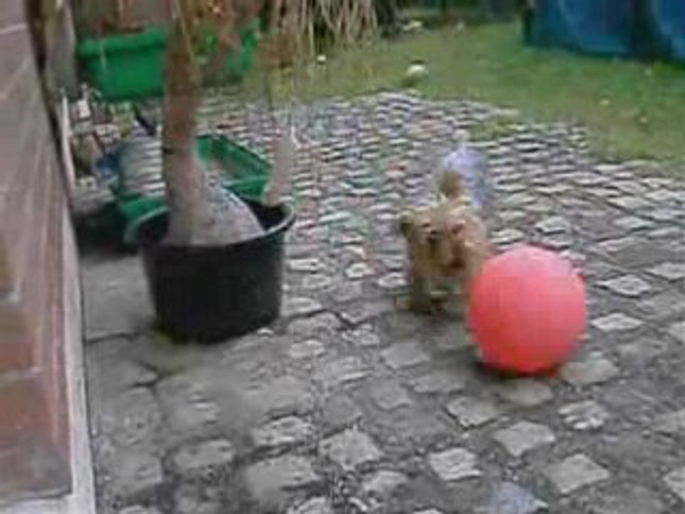 Mon Chien