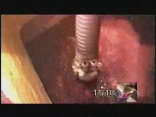 Remontage - Macération - Vinification en rouge