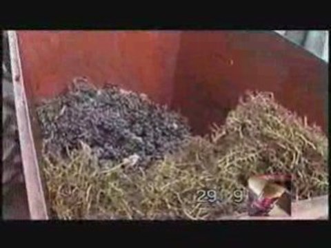 Vendanges manuelles - Bordelais