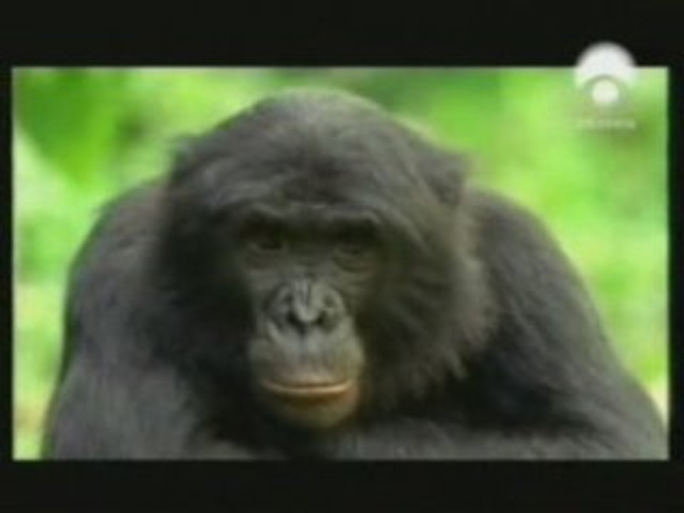 Primos: Bonobos