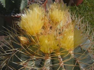 cactus & plantes grasse.