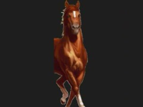 Nos chevaux sur Equidéow