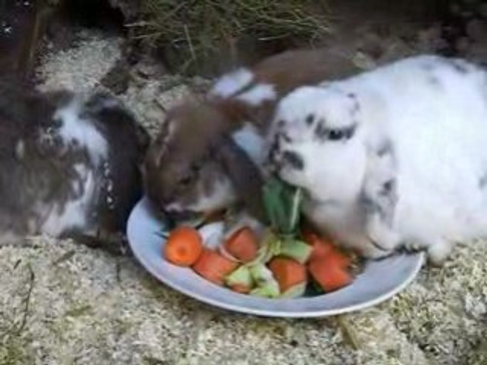Kaninchen Fütterung