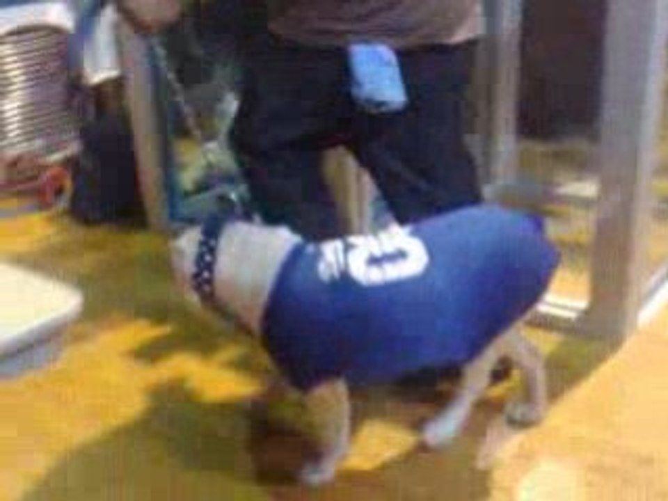 BLUE LINE KENNELS BIGBENBULLIES CORLEONE KENNELS