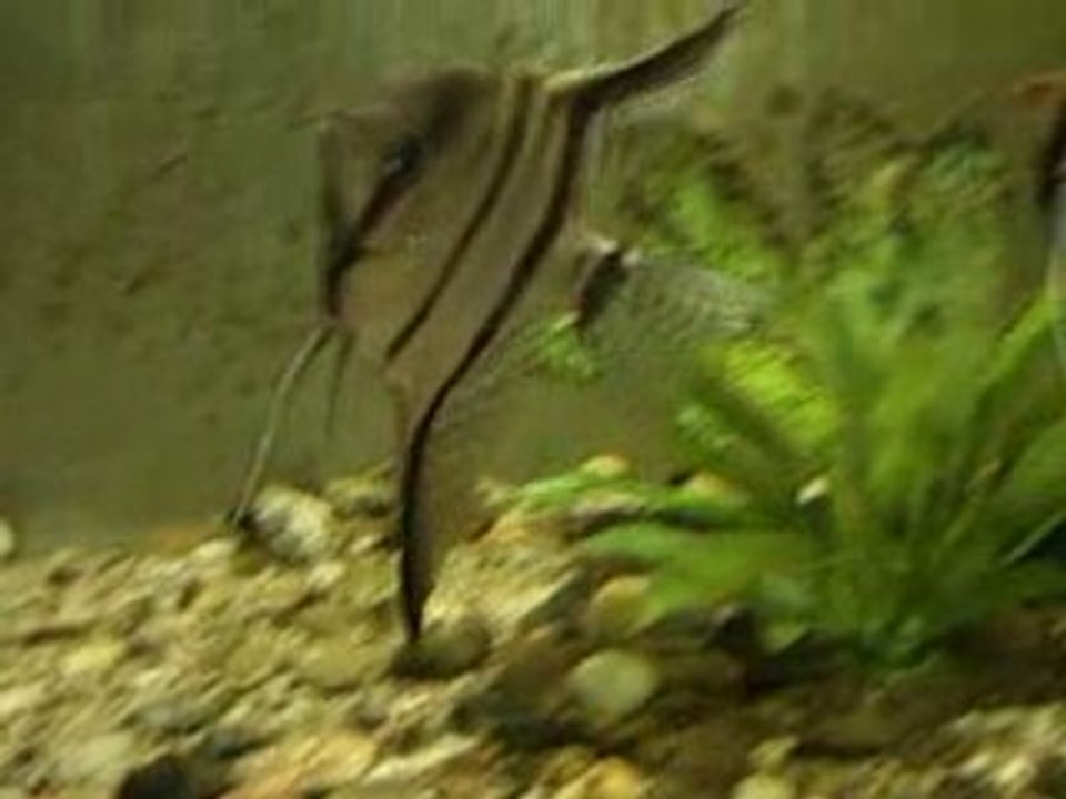 My Fish