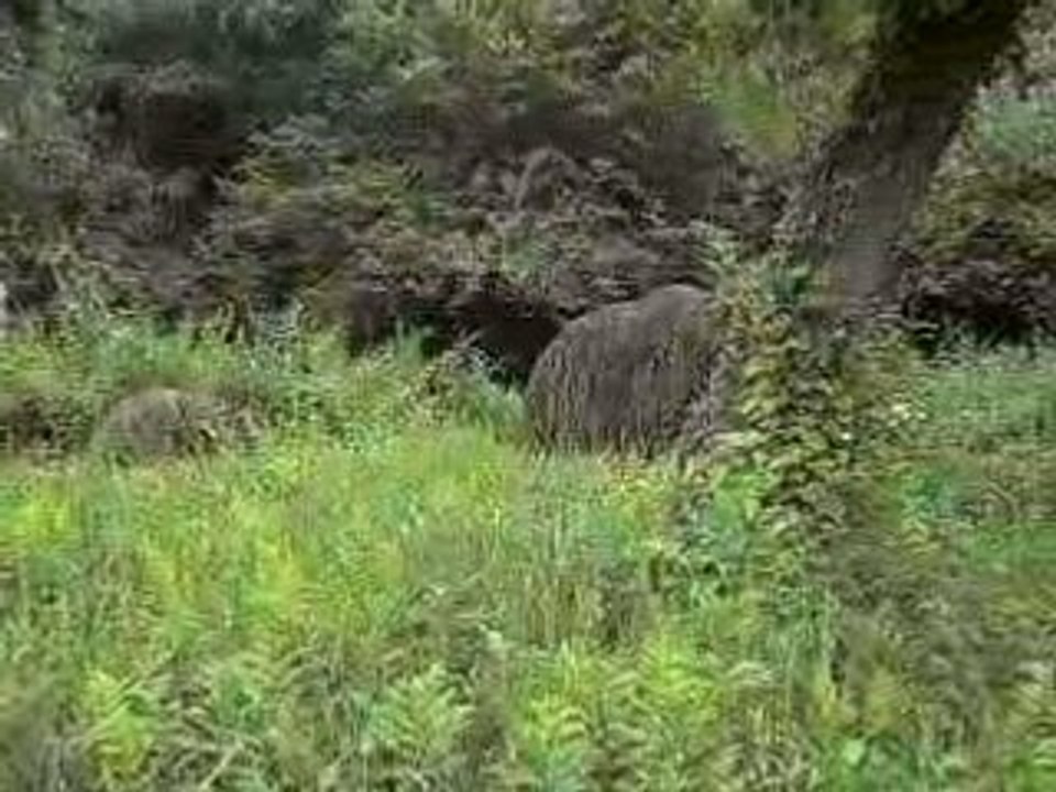 Match aller fécamp 026