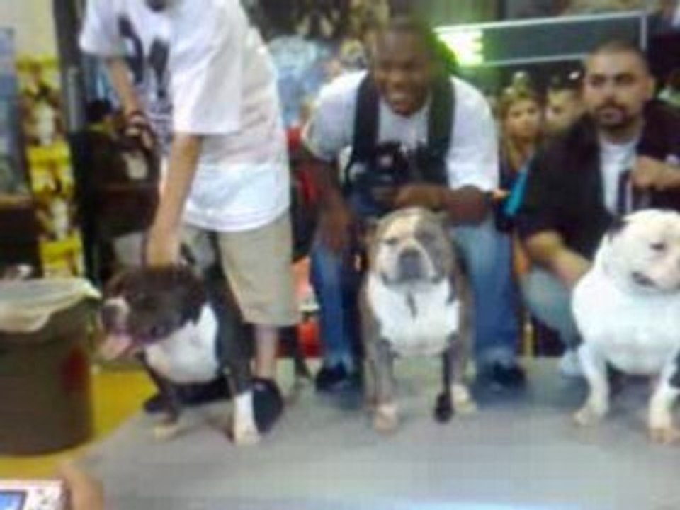 BIGBENBULLIES, CORLEONE KENNELS GOTTILINE LOS ANGELES