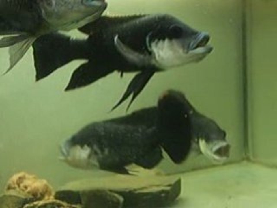 Oreochromis mossambicus