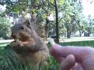 The Squirrels are HUNGRY!