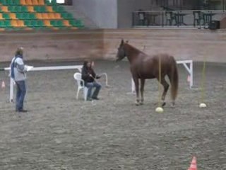 Parelli cours