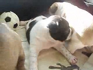 Vidéo-baby-boulis 4 semaines