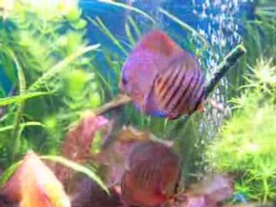 Video du 28