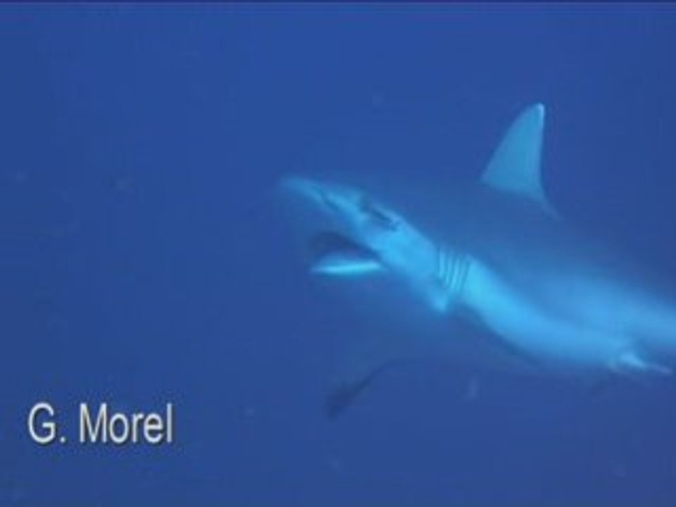 Requins  renard et gris aux Brothers