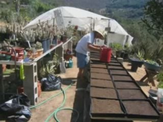 GROW your OWN HOODIA.. lose weight fast With Hoodia Gordonii