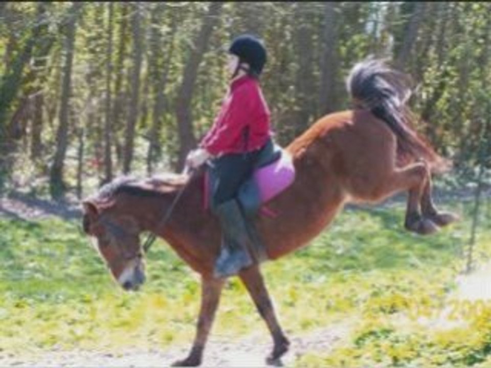 L'histoire des chevaux !