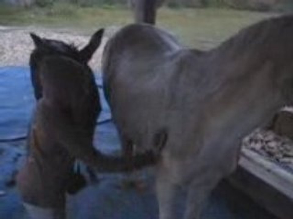 lchevow video 2