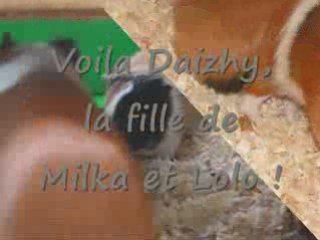 Mes Z'aniimaux ( blog ^^ )