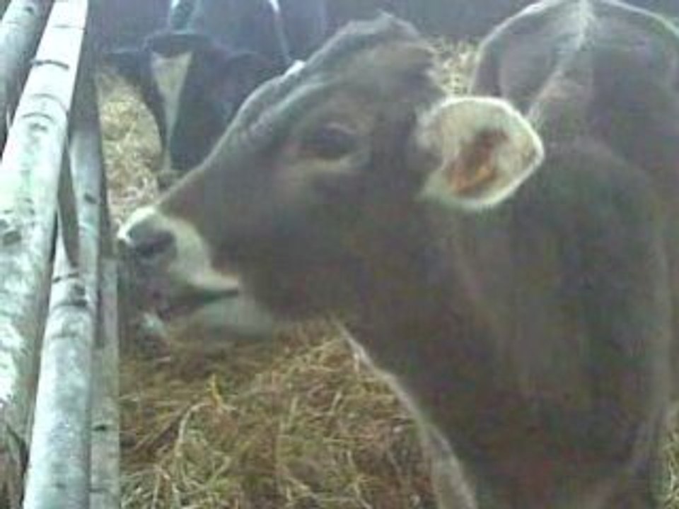 Le veau fou..