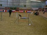 Shelties championnat international wesel allemagne 051