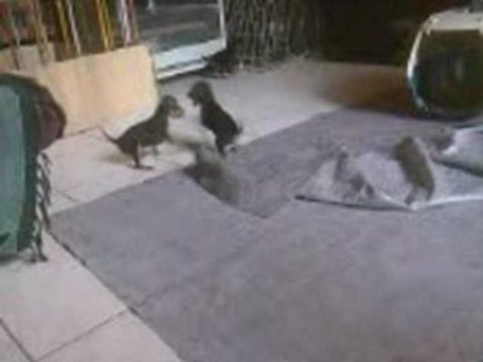 Chiots pragois de 5 semaines et 4 jours 28 octobre 2008