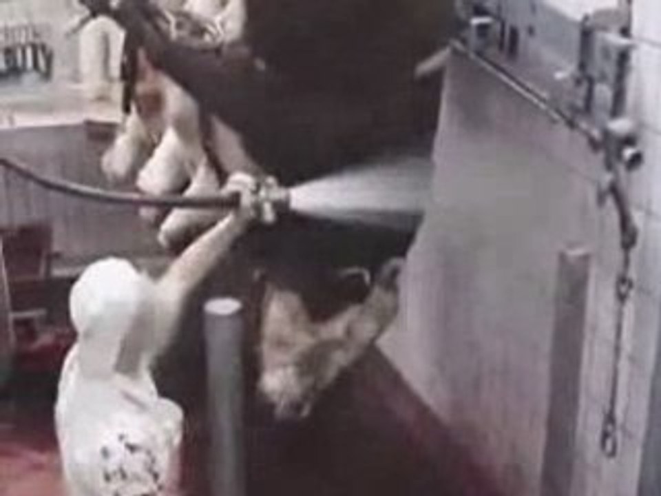 regardez cette video d'abattage de bovin