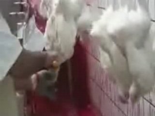 abattage halal du volail