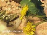 Cute Baby Lizard Eats Flower