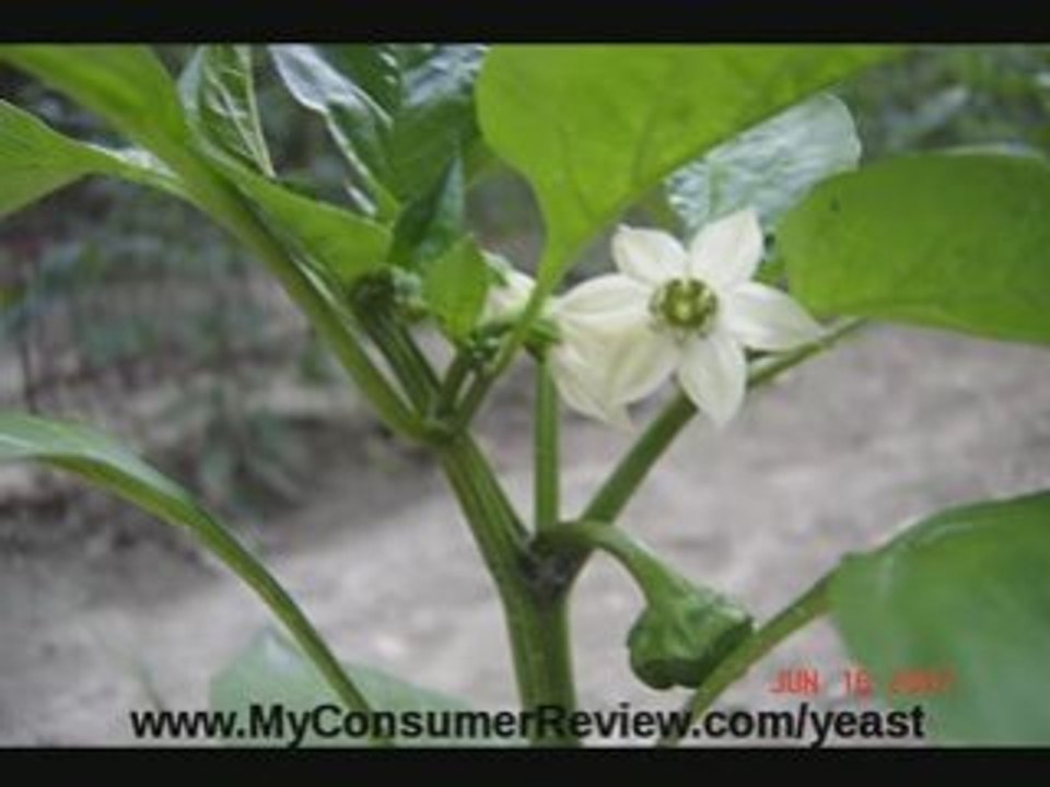 Yeast Infection Causes - Yeast Infection Causes Reviewed