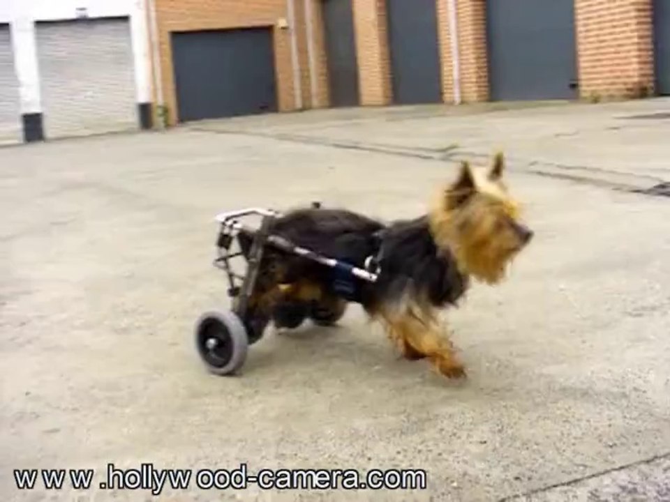 yorkshire avec sa voiturette pour chien handicapé