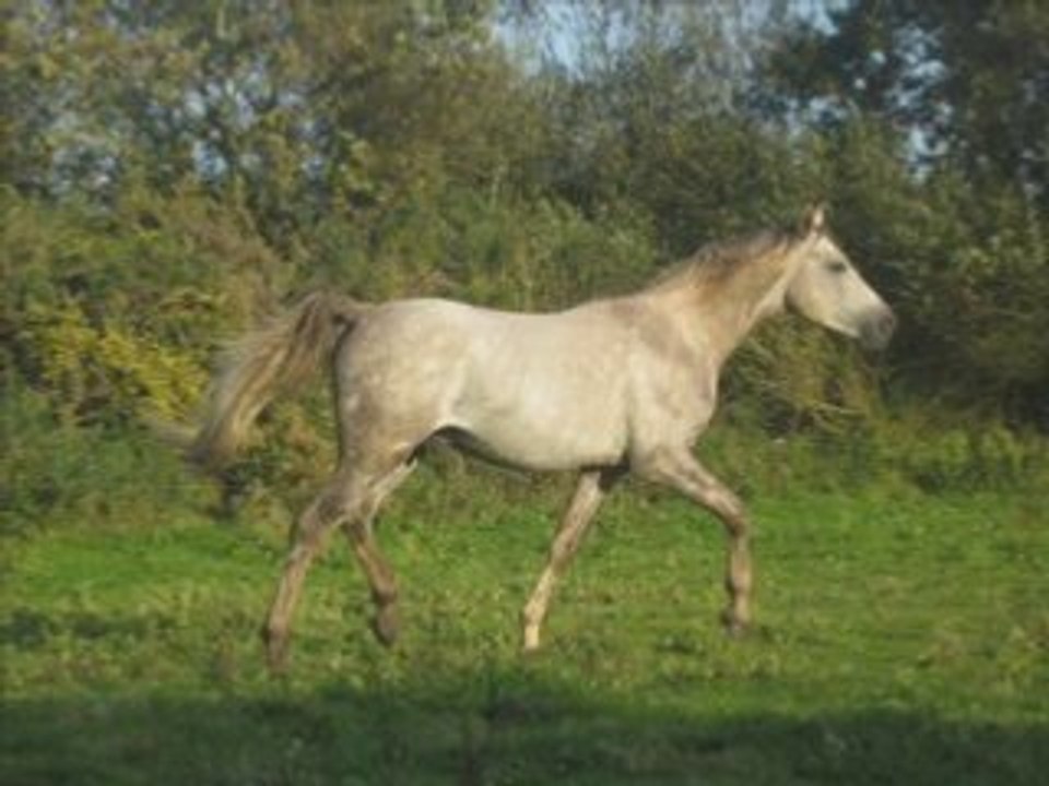 Radja1_0001