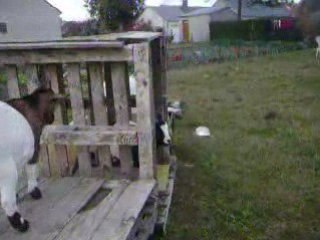 La cours aux chevres