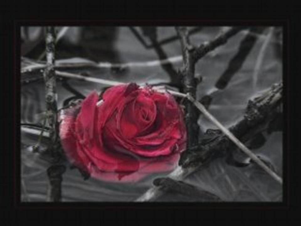 Ozge fiskin                 "YABANCI"