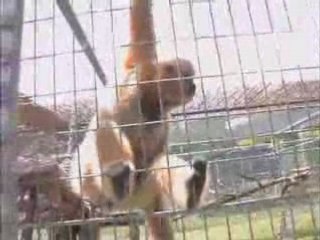 Singing Gibbons at Play