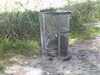 De soto park raton laveur