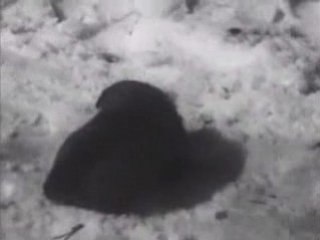 Awesome Dog Sledding and Adventure Sports Movie