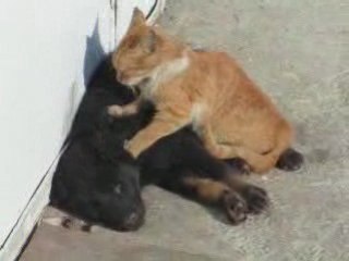 Hund und Katze Total Lieb