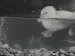 Turkey and Chicken Raising / Farming in Classic Old Movie