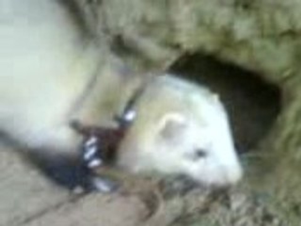 Furet qui creuse