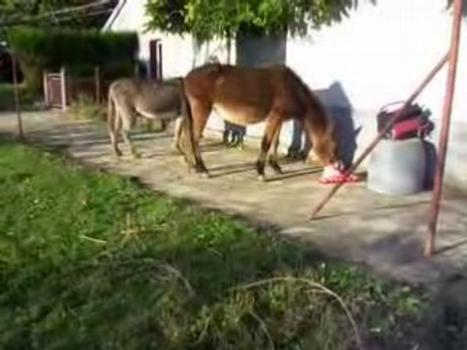 Rigolotte et la bouffe..