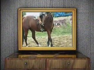 EDUCATION d'un POULAIN de 3 ANS...(Cougul)